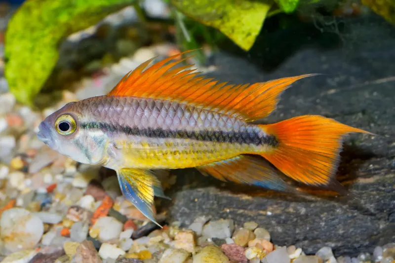 Oranger Kakaduzwergbuntbarsch – Apistogramma cacatuoides "orange" - PAAR